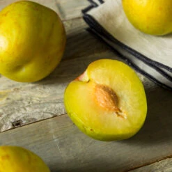 Flavor Queen Pluot® -Flourish Garden Flavor Queen Pluot 2