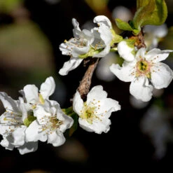 Flavor Queen Pluot® -Flourish Garden Flavor Queen Pluot 3