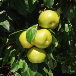 Flavor Queen Pluot® -Flourish Garden Flavor Queen Pluot 4