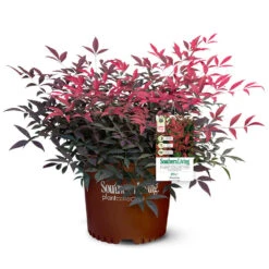 Flirt™ Nandina Shrub 10 Flirt™ Nandina Shrub -Flourish Garden Flirt Nandina 5