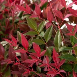 Flirt™ Nandina Shrub 8 Flirt™ Nandina Shrub -Flourish Garden Flirt Nandina FGT 6