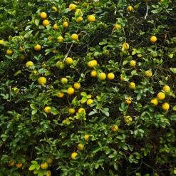 Hardy Orange Tree 'Flying Dragon' -Flourish Garden Flying Dragon Trifoliate orange 2