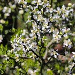 Hardy Orange Tree 'Flying Dragon' -Flourish Garden Flying Dragon Trifoliate orange 3 FGT