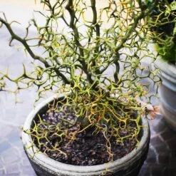 Hardy Orange Tree 'Flying Dragon' -Flourish Garden Flying Dragon Trifoliate orange 7