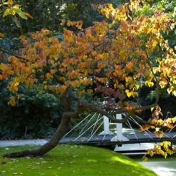 Forest Pansy Redbud -Flourish Garden Forest Pansy Redbud 2