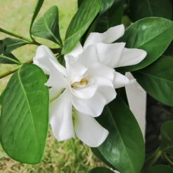 Four Seasons Gardenia Shrub -Flourish Garden FourSeasons Gardenia 2