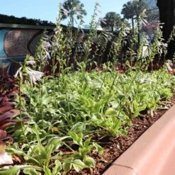 Francee Hosta Plant -Flourish Garden Francee Hosta 3