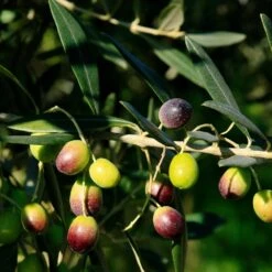 Frantoio Olive Tree -Flourish Garden Frantoio Olive 2 BB