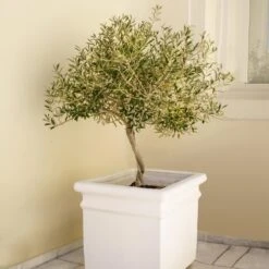 Frantoio Olive Tree -Flourish Garden Frantoio Olive FGT