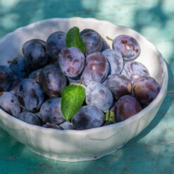 French Prune Tree 7 French Prune Tree -Flourish Garden French Prune Plum 3