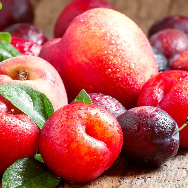 Fruit Cocktail Tree 1 Fruit Cocktail Tree