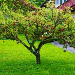Fuji Apple Tree -Flourish Garden Fuji Apple 6 FGT
