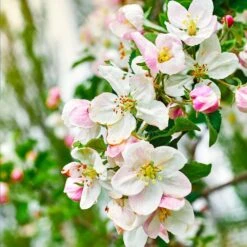 Gala Apple Tree -Flourish Garden Gala Apple 4 25dbde7e 38bf 45c3 84f9 f93f35d6ec5b