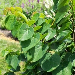 Garden Gems® Emerald Redbud Tree -Flourish Garden Garden Gems Emerald 1