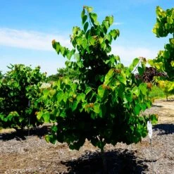 Garden Gems® Emerald Redbud Tree -Flourish Garden Garden Gems Emerald 3