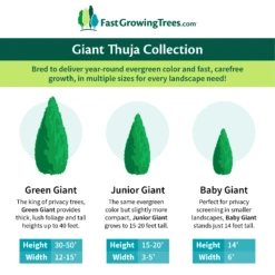 Junior Giant Thuja Tree 9 Junior Giant Thuja Tree -Flourish Garden GiantThujaCollectionGraphic 46da212d 75c4 4b15 9d43 0f7dc11664cd