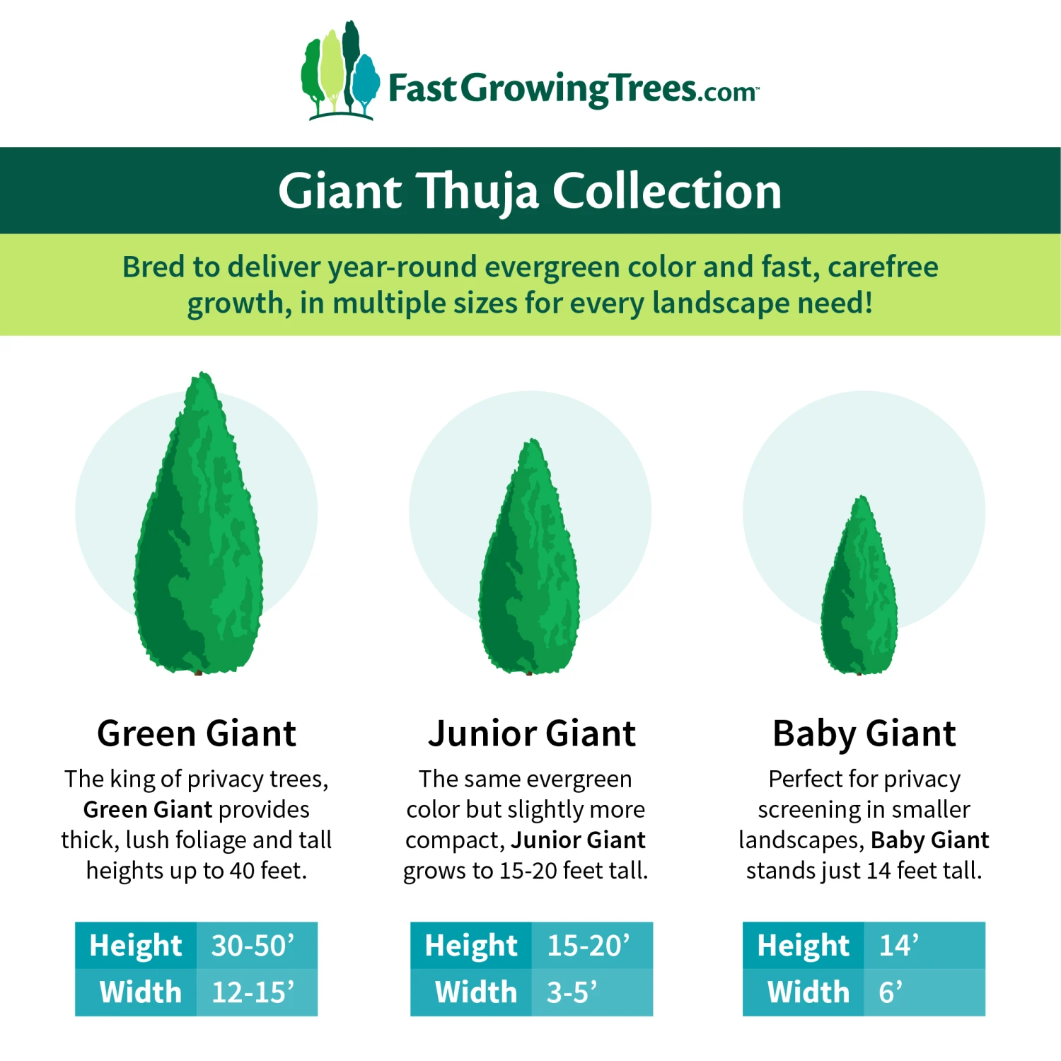 Junior Giant Thuja Tree 5 Junior Giant Thuja Tree - Image 5