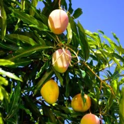 Salsa Kit -Flourish Garden Glenn Mango 6