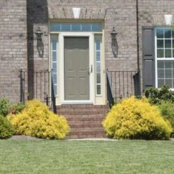 Gold Mop Cypress -Flourish Garden Gold Mop Cypress 2 FGT