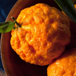 Gold Nugget Mandarin Tree -Flourish Garden Gold Nugget Manderine Tree 4 FGT