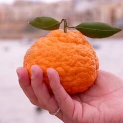 Gold Nugget Mandarin Tree -Flourish Garden Gold Nugget Manderine Tree 7