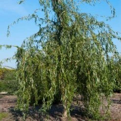 Golden Curls' Corkscrew Willow -Flourish Garden Golden Curls Willow 1