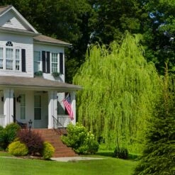 Golden Curls' Corkscrew Willow -Flourish Garden Golden Curls Willow 4