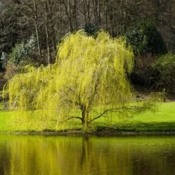 Golden Curls' Corkscrew Willow -Flourish Garden Golden Curls Willow 5