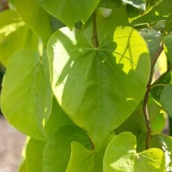 Golden Falls® Redbud Tree 7 Golden Falls® Redbud Tree -Flourish Garden Golden Falls Redbud 2