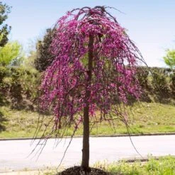 Golden Falls® Redbud Tree 9 Golden Falls® Redbud Tree -Flourish Garden Golden Falls Redbud 4