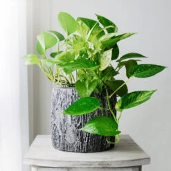 Boho House Plant Kit -Flourish Garden Golden Pothos 1 BB