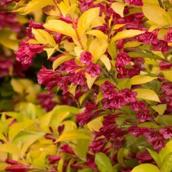 Golden Jackpot® Weigela Shrub -Flourish Garden Golden jackpot Weigela 2
