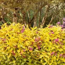 Golden Jackpot® Weigela Shrub -Flourish Garden Golden jackpot Weigela 3