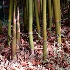 Graceful Bamboo -Flourish Garden Graceful Bamboo 3 FGT