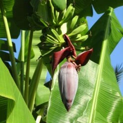 Grand Nain 'Naine' Banana Tree -Flourish Garden Grand Naine Nain Banana 6