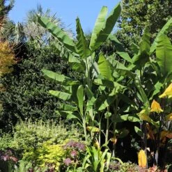 Grand Nain 'Naine' Banana Tree -Flourish Garden Grand Naine Nain Banana 7 FGT