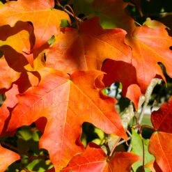 Green Mountain Sugar Maple Tree -Flourish Garden Green Mountain Sugar Maple 2