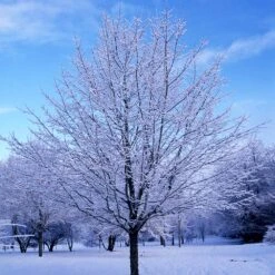 Green Mountain Sugar Maple Tree -Flourish Garden Green Mountain Sugar Maple 5