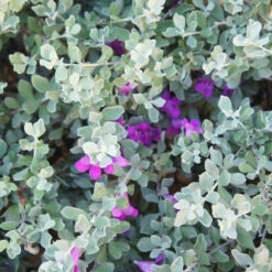 Green Cloud Texas Sage -Flourish Garden Green Cloud Texas Sage 1