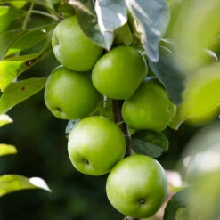 Tangy Green Columnar Apple Tree -Flourish Garden Green Columnar Apple 2