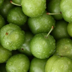 Green Gage Plum 7 Green Gage Plum -Flourish Garden Green Gage Plum 4