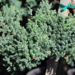 Green Mound Juniper Topiary -Flourish Garden Green Mound JUniper 3 FGT 95b457e9 9712 4329 b324 05ec99fb2809