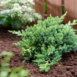 Green Mound Juniper -Flourish Garden Green Mound Juniper 3 FGT