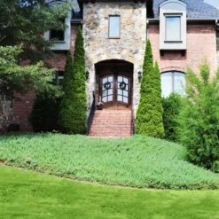 Green Mound Juniper -Flourish Garden Green Mound Juniper 4