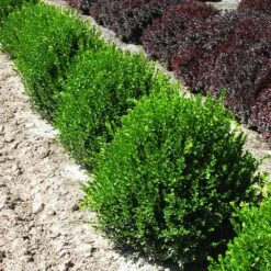 Green Velvet Boxwood Shrub -Flourish Garden Green Velvet Boxwood 2