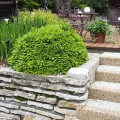 Green Velvet Boxwood Shrub -Flourish Garden Green Velvet Boxwood 4 FGT