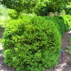 Green Velvet Boxwood Shrub -Flourish Garden Green Velvet Boxwood 7