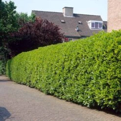 Greenfinity Cherry Laurel -Flourish Garden Greenfinity Laurel 3 FGT