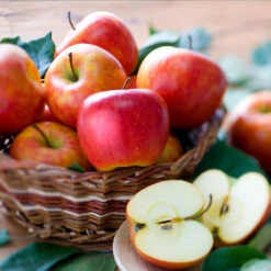 Fuji & Haralson Twisted Apple Tree -Flourish Garden Harelson