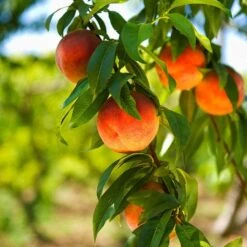 Front Page 31 Harvester Peach Tree - USDA Organic